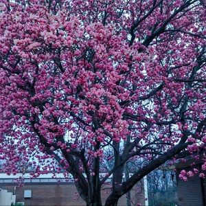 Meet your Posher, Dallan